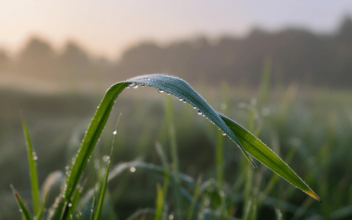 Gouttes de rosée scintillent sur une feuille d’herbe, éclairée par une douce lumière matinale dans un paysage flou.