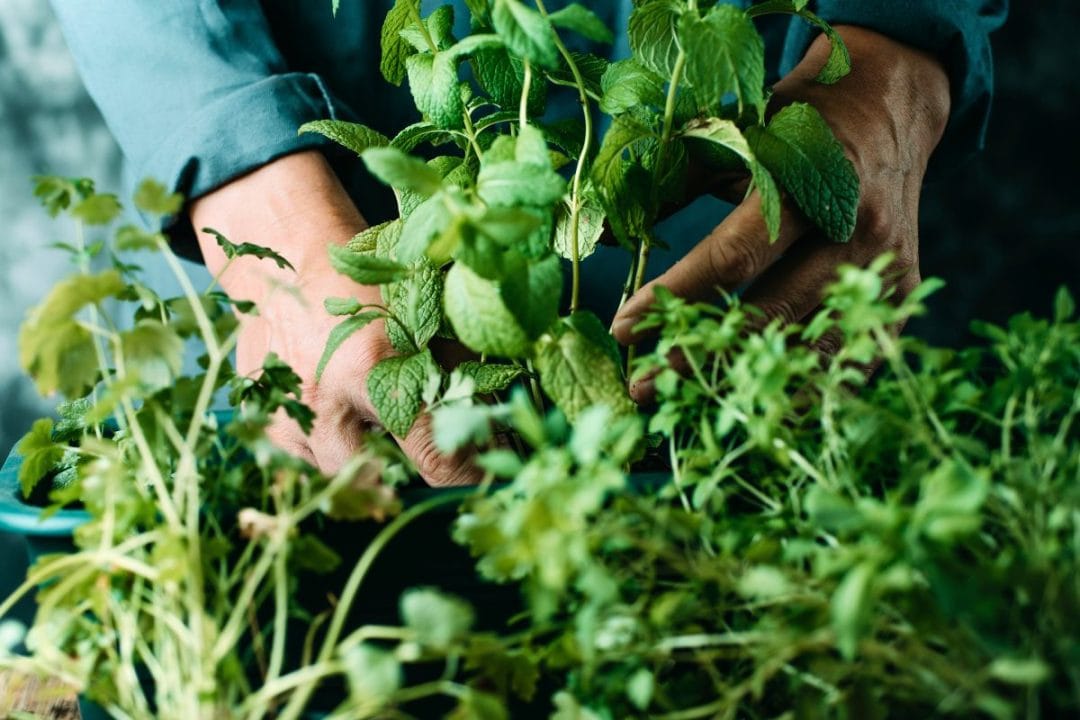 Herbes aromatiques contenant des substances toxiques