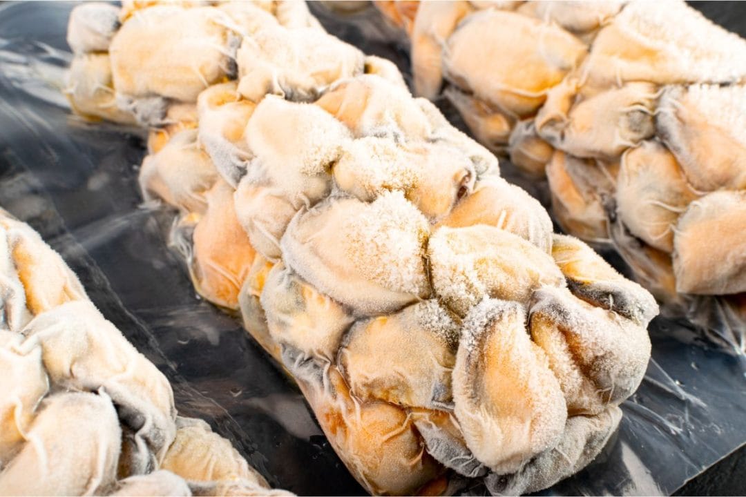 Risque de salmonelle sur les moules