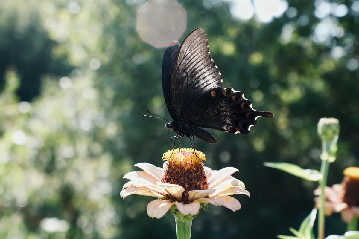 Papillon noir posé sur une fleur colorée, arrière-plan flou de verdure.