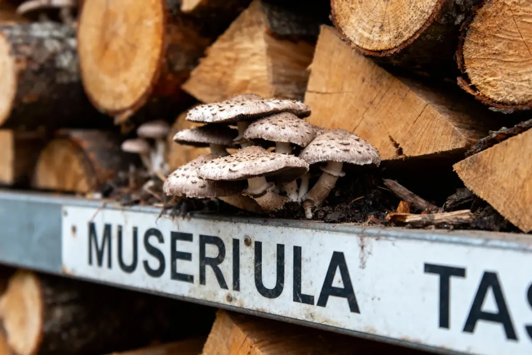 Champignons poussant sur panneau métallique devant des bûches de bois empilées.