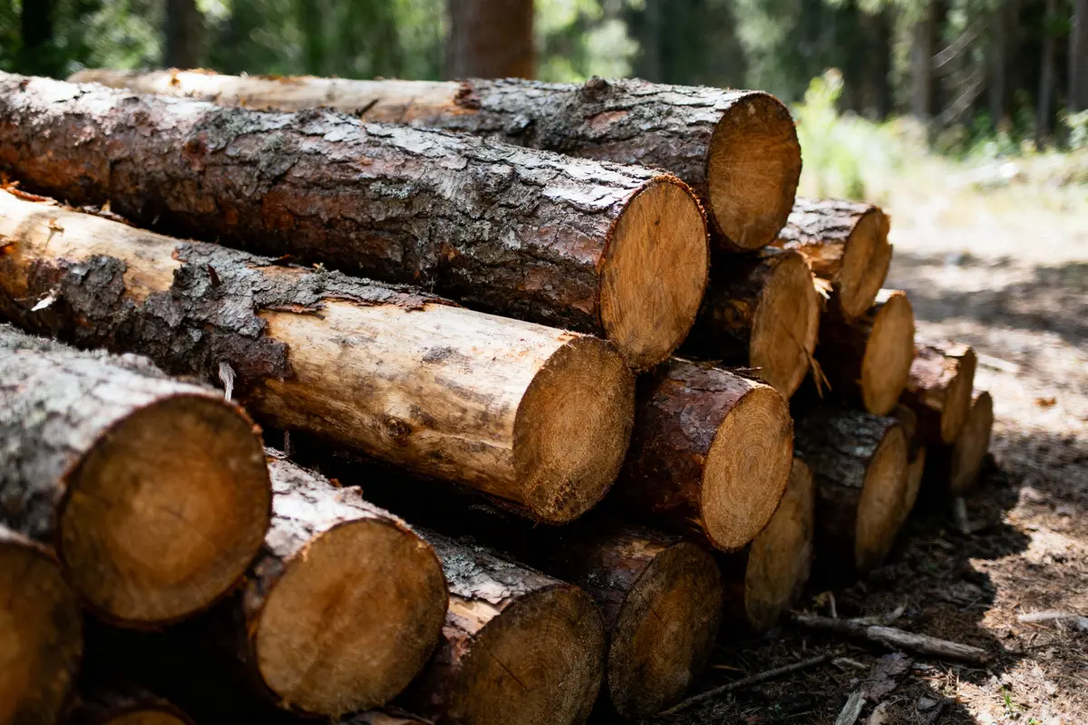 Bûches empilées dans une forêt, éclairées par le soleil, entourées de verdure et d'arbres en arrière-plan.