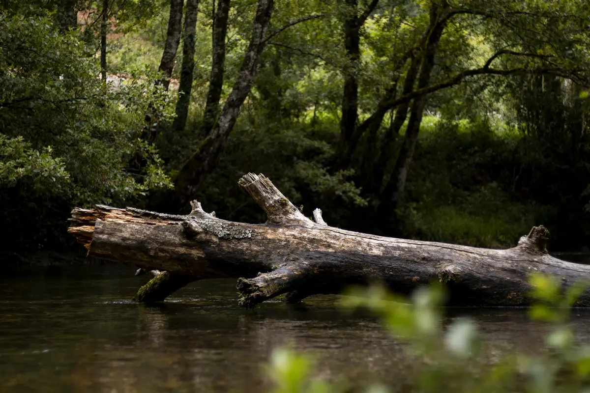 Tronc d'arbre tombé sur ruisseau dans forêt verdoyante, entouré d'arbres et de végétation dense.