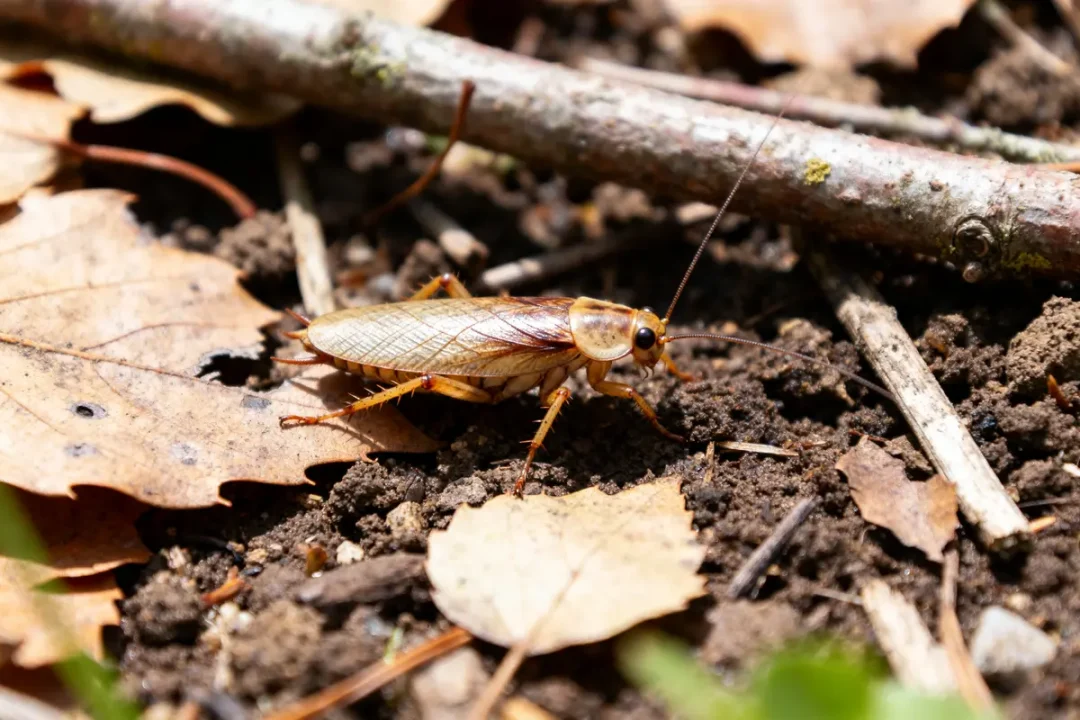Blatte des jardins marchant sur sol forestier avec feuilles et brindilles environnantes